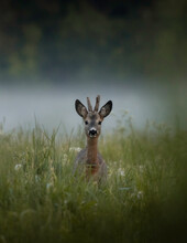 Deer In The Grass