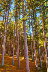 Wall Mural - Summertime in forest with tall thin trees and pine needles on ground