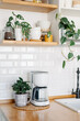 Drip coffee maker and coffee tree plant on wooden table, view on white kitchen in modern style