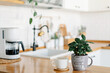 Cup of cofee and coffee tree plant on wooden table, view on white kitchen in scandinavian style