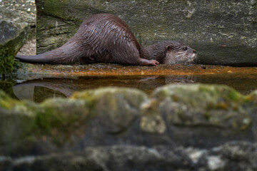 Wall Mural - Oriental small-clawed otter, Aonyx cinereus, water mammal in the water, Kalkata, India. Urban wildlife in the town. Nature wildlife. Otter in the water.