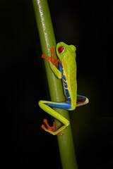 Wall Mural - Red-eyed Tree Frog, Agalychnis callidryas, Costa Rica. Beautiful frog from tropical forest. Jungle animal on the green leave. Frog with red eye.