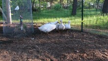 Slow Motion Of Four White Ducks In Enclosed Or Fenced Orchard Garden Being Cage Free Kept And Organically Raised.