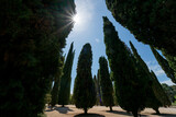 Fototapeta Na drzwi - trees in the park with sunstar above