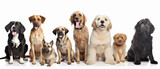 Fototapeta Psy - Group of dogs of different sizes and breeds looking at the camera some cute panting or happy in a row isolated on white