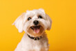 © alisaaa - Happy puppy dog smiling on isolated yellow background,