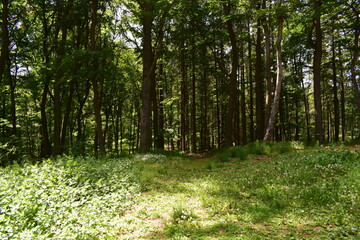 Sticker - Springtime Forest with Flowers