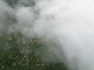  Aerial view of landscape in summer tropical forest