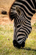 Zebra im Portrait, Südafrika