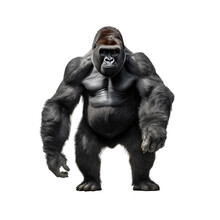 Gorilla Standing Isolated On White