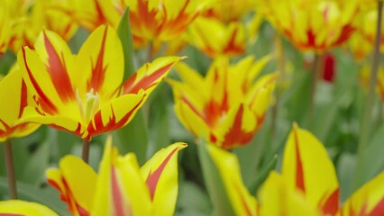 Wall Mural - Tulips (Tulipa) Fly Away bloom in a garden at Singapore. Red and yellow Lily-flowered.