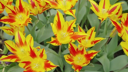 Wall Mural - Tulips (Tulipa) Fly Away bloom in a garden at Singapore. Red and yellow Lily-flowered.