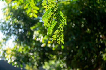 Wall Mural - River tamarind (Leucaena leucocephala) green leaves with bokeh background