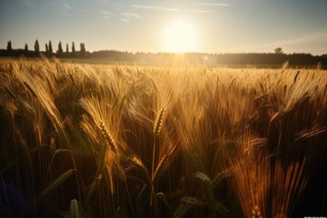 Canvas Print - close-up of wheat field, with sunbeams shining down, created with generative ai