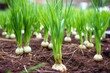 closeup of healthy and growing garlic plants, created with generative ai