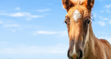 Portrait Of A Foal, Close-up Of The Head Of A Young Horse, Against A Clear Blue Sky. One-year-old Red Foal, Grazing Alone In The Pasture, Clear Summer Weather, Blue Sky.