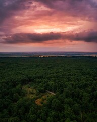 Canvas Print - Vertical natural view of dense forest under the sunset sky