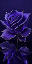 Blue Rose On Black