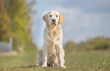 © Dyrefotografi.dk - Golden Retriever
