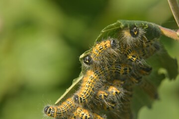 Poster - Closeup shot of fuzzy caterpillars crawling around on a plant