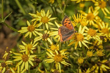 Poster - Closeup shot of the orange butterfly on the yellow flowers