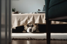 Scared dog hiding under bed. 