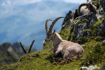 Wall Mural - Beautiful Alpine ibex (Capra ibex) goat resting on a mountain during sunrise