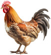 brown domestic rooster or chicken isolated on white background, generative AI animal