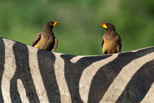Pair Of Yellow-billed Oxpeckers On Zebra Back With Green Background