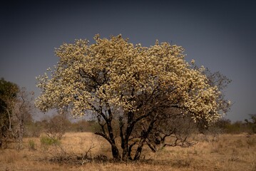 Sticker - Beautiful wild pear tree in the Bushveld region of South Africa