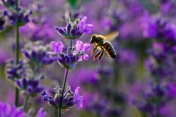 Wall Mural - Closeup shot of a bee flying near the lavender flowers