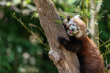 Wall Mural - Scenic view of a red panda eating bamboo on a tree in a blurred background