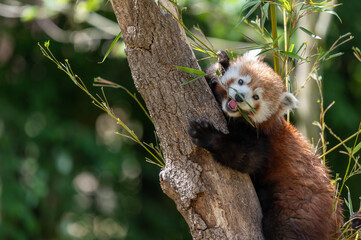 Poster - Scenic view of a red panda eating bamboo on a tree in a blurred background