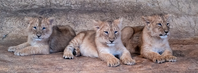 Sticker - Closeup shot of three lion cubs lying in the nature