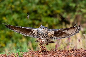 Canvas Print - Selective focus shot of a beautiful eagle owl taking flight to catch a mouse from mid-air