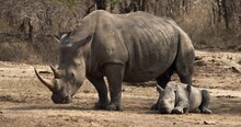A White Rhino Mother Guarding Baby Rhino Calf That Is Resting On The Ground In The Wilderness. Rhino Mother Nudges Baby Rhino With Her Head.
