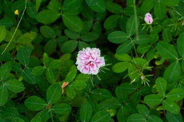 Closeup shot of a pink flower in a garden during the day