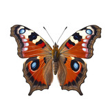 Fototapeta Motyle - Peacock butterfly -  Aglais io 2. Transparent PNG. Generative AI