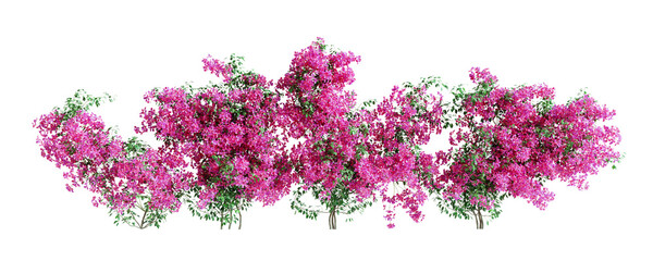 Fototapete - Set of Bougainvillea plants, isolated on transparent background. 3D render.