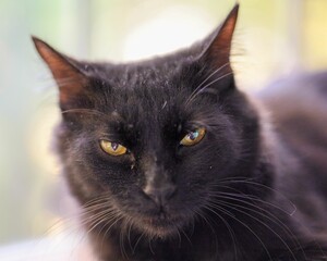 Poster - Closeup of a black cat against the blurred background