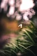 © Mati Krawczyk/Wirestock Creators - Snowdrop white flower on a garden against a blurry background