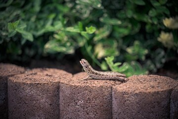 Poster - Closeup of a  Phrynocephalus crawling on a stone surface