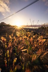 Sticker - Beautiful view of a natural landscape of the sunset over plants