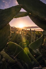 Canvas Print - Vertical shot of the beautiful sun rays shining over a cacti field in sunset