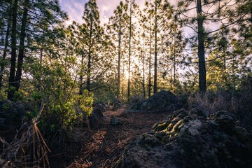 Wall Mural - Scenic view of the sun rays shining through the trees in a forest