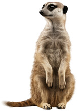 Standing Meerkat Looking Up Isolated On A White Background, Generative AI Animal