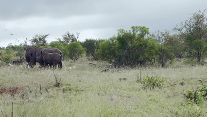 Wall Mural - A wide shot of a young white rhino urinating profusely while standing in the bush veld with other rhinos.