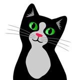 Fototapeta Storczyk - Biało-czarny kotek