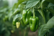 Close-up Green Paprika Peppers In A Greenhouse. Generative AI