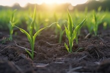 Corn Growing In The Soil